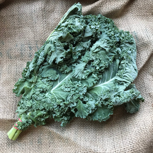 Elmridge - Green Kale (ea)