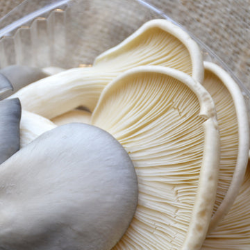 Maritime Gourmet - Oyster Mushrooms (EA)