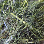 Fresh Herbs (ea) - Riverview Herbs