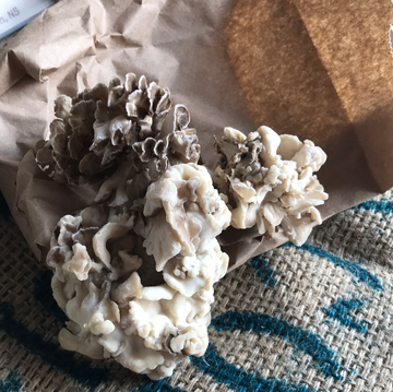 Maritime Gourmet - Maitake/Hen of the woods